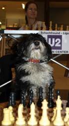 Beschreibung: Beschreibung: Beschreibung: Beschreibung: Beschreibung: 20090221_Schach-mit-Hunden-im-StadionCenter_P2213030_Alonso-vorm-Brett