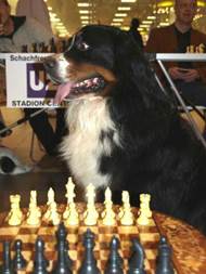 Beschreibung: Beschreibung: Beschreibung: Beschreibung: Beschreibung: 20090221_Schach-mit-Hunden-im-StadionCenter_P2213044_Xeros-die-zweite