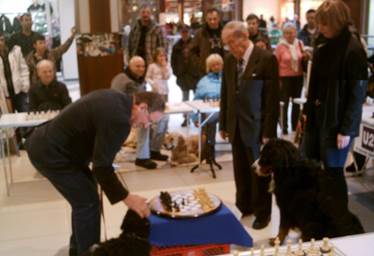 Beschreibung: Beschreibung: Beschreibung: Beschreibung: Beschreibung: 20090221_Schach-mit-Hunden-im-StadionCenter_IMAG0019_Die-Partie-endete-remis